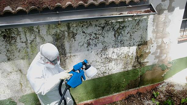 Top rated local Mold Remediation specialists in Manchester, GA